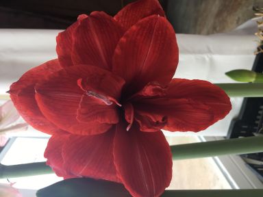 Double King Amaryllis Bulb, Nice size bulb! Great for Forcing! Wonderful and unique gift!